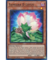 Samsara D Lotus