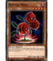 Revival Rose