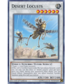 Desert Locusts