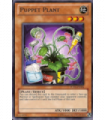 Puppet Plant