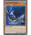 Lantern Shark