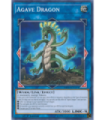 Agave Dragon